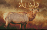 (image for) Monarch of Autumn